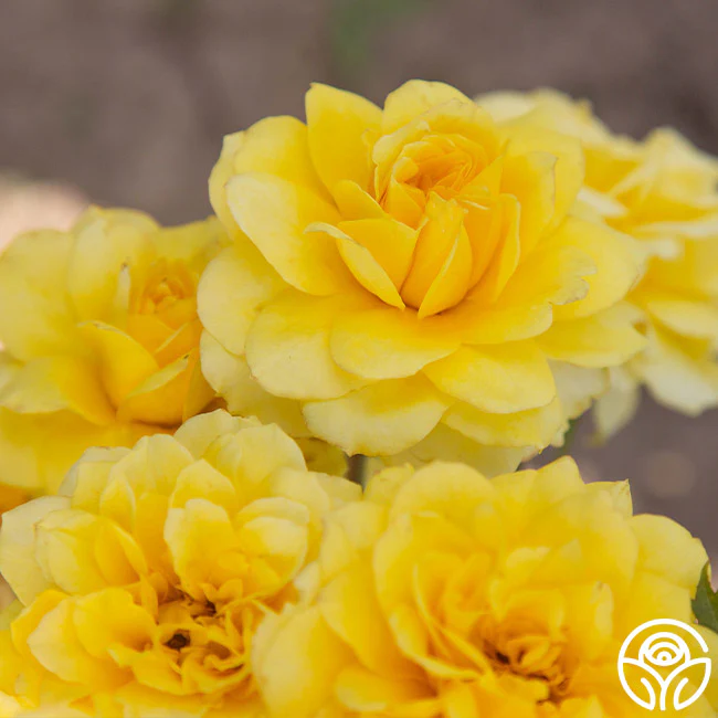 Top Fragrant Roses